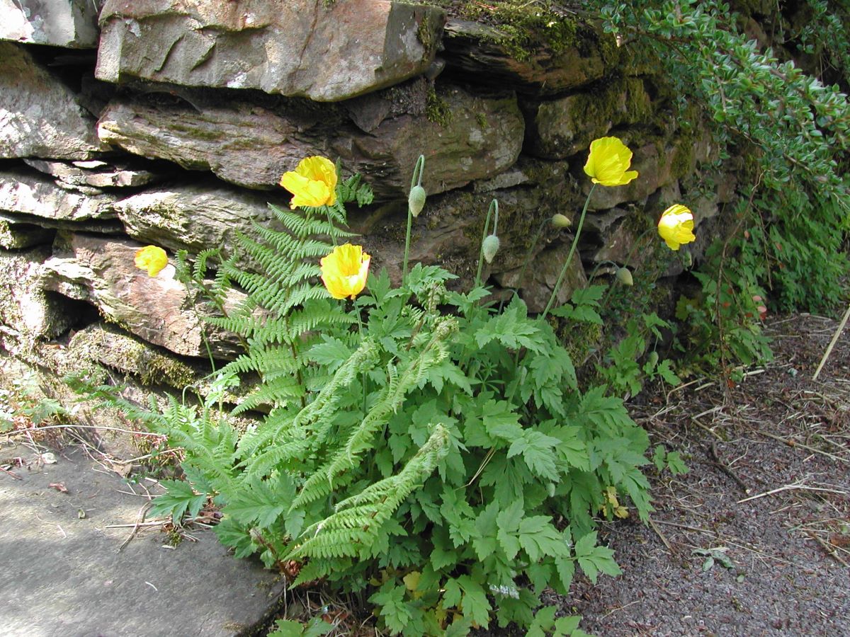 poppies by  cottage